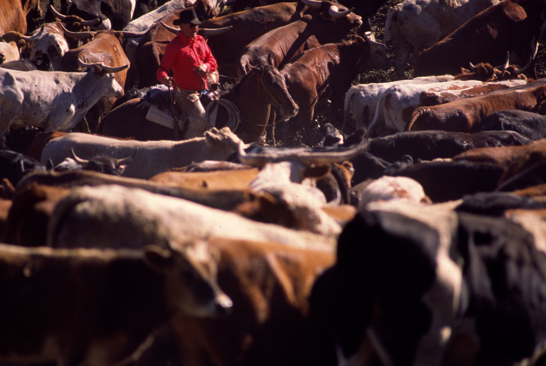 Great Montana Centennial Cattle Drive